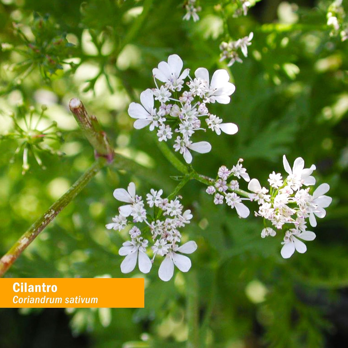Suplemento Extracto de cilantro orgánico desintoxicación 1oz