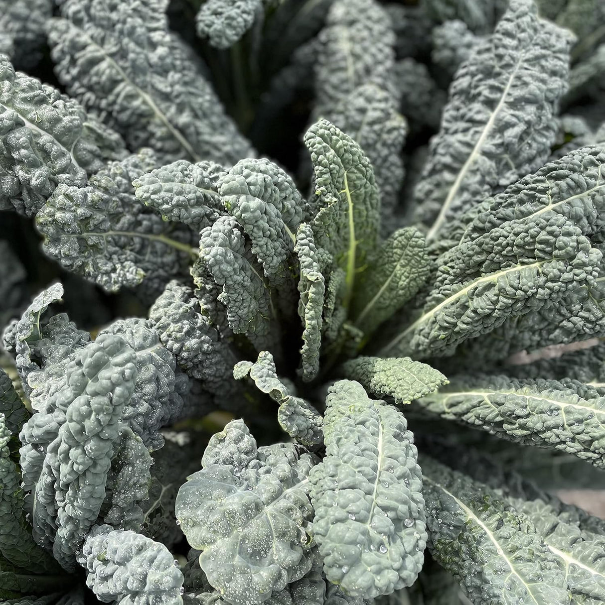 Colección de Semillas de Lechuga Sereniseed Orgánicas 10Pack