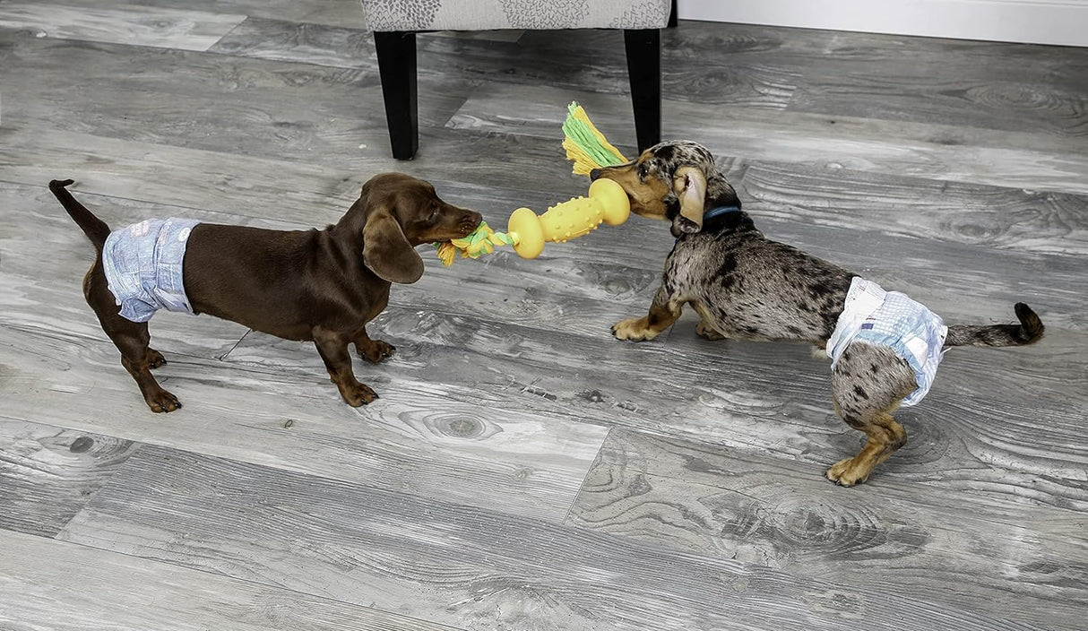 Pañales desechables para perros con tecnología FlashDry Gel - M, 32 unidades