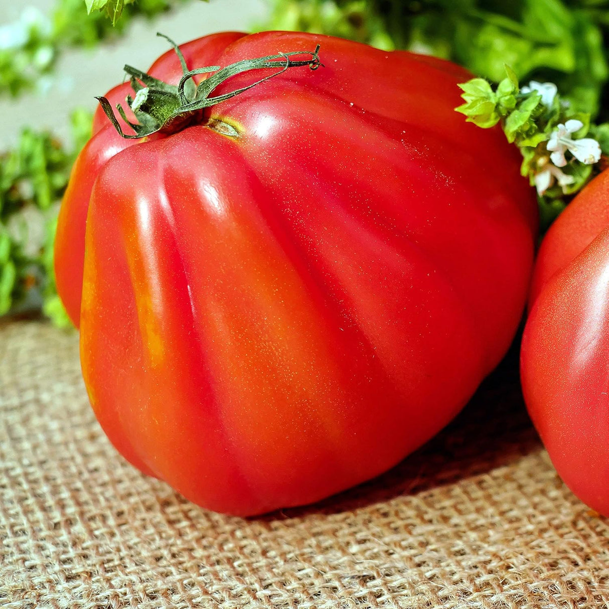 Semillas de Tomate Grande 100 lbs Non-GMO - 25 Semillas