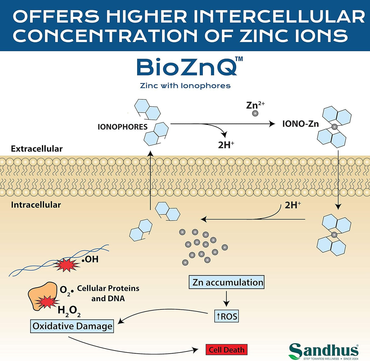 Suplemento Zinc + Quercetina 60 cápsulas vegetarianas