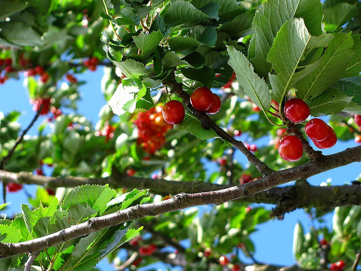 Café Orgánico Decaf Molido, Tostado Oscuro, 12 oz, 1 Bolsa
