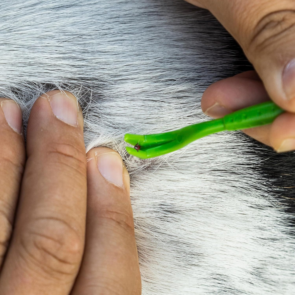 Juego de 3 Removedores de Garrapatas - Herramientas + Tarjeta