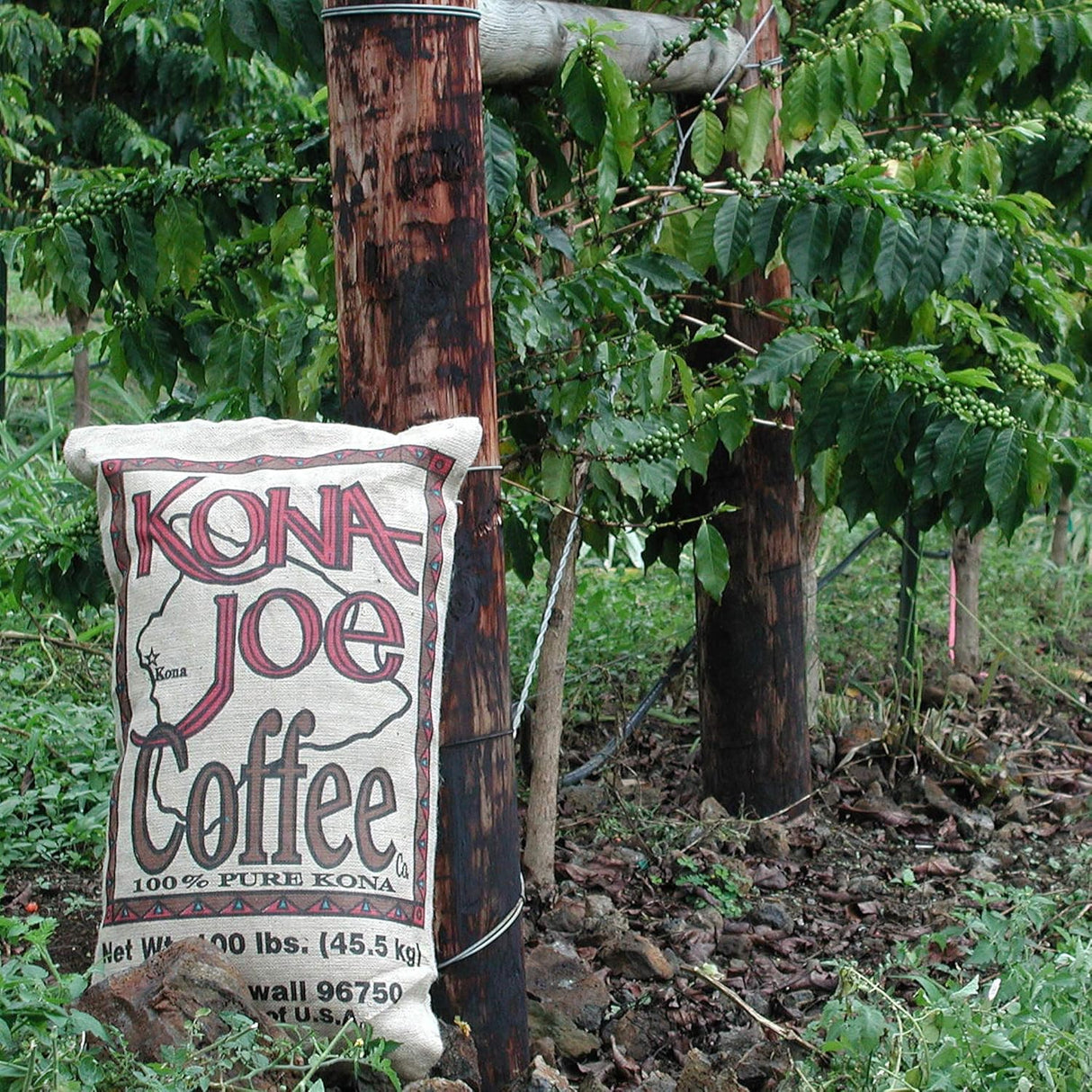 Café Gourmet Kona Joe Decaf, Tueste Medio, Granos 8 oz