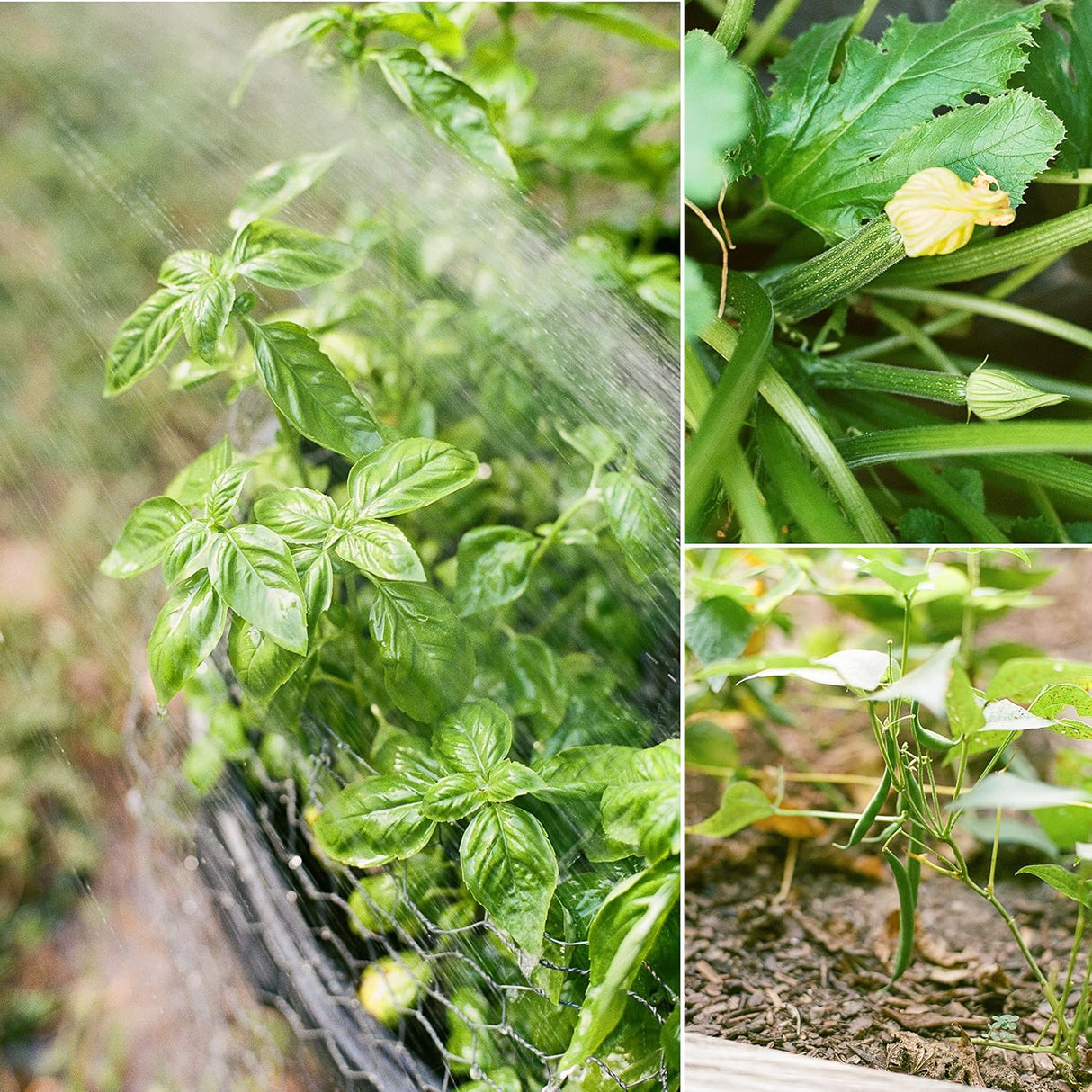 Semillas Orgánicas Sereniseed - No GMO, 10 Variedades