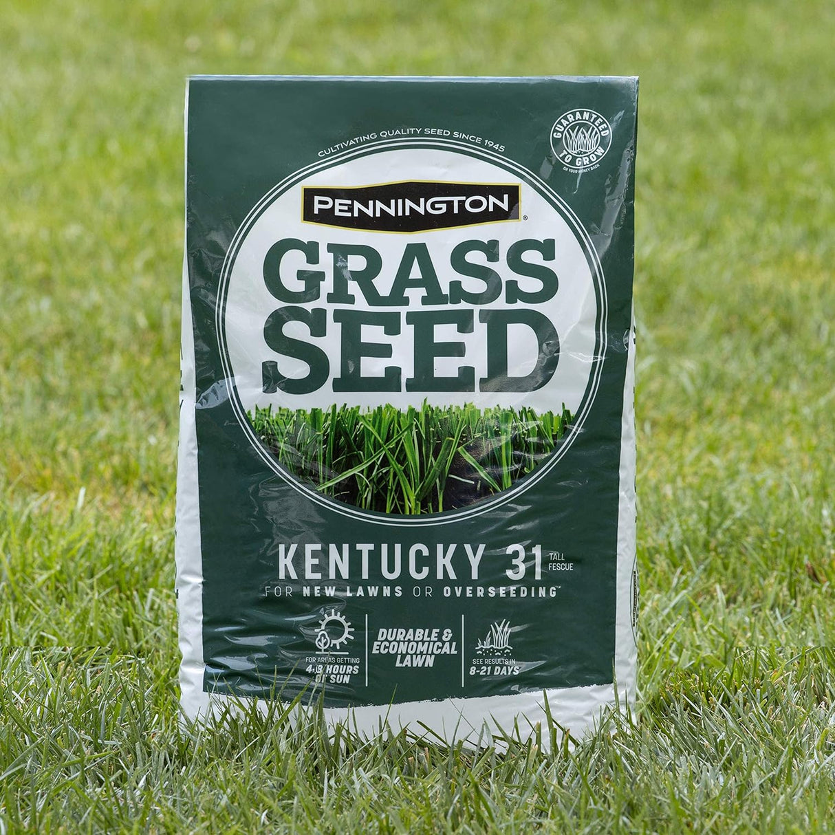Semilla de Césped Tall Fescue Pennington 31, 20 lb, Resistente