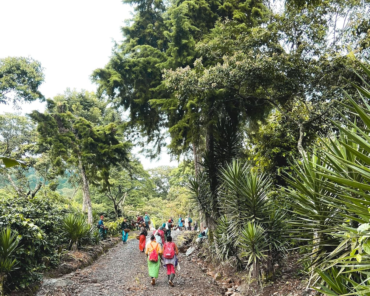 Café Molido Decaf Medio/Osuro Fara, 12 Oz