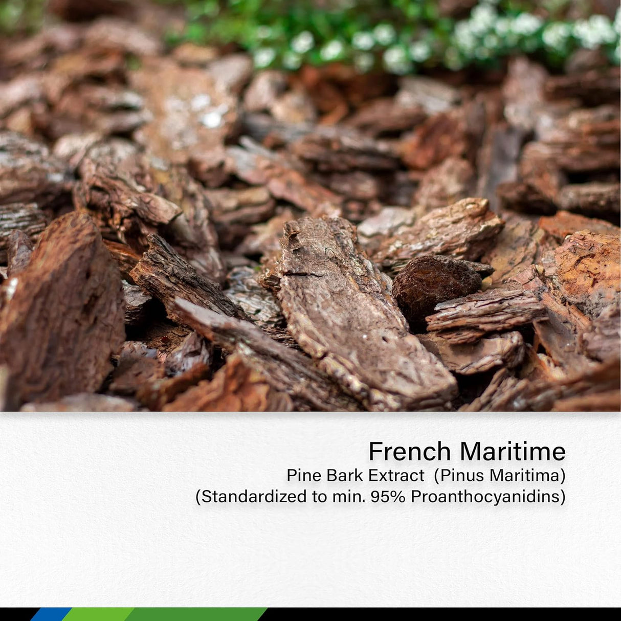 Suplementos Alimenticios de corteza de pino francés marítimo