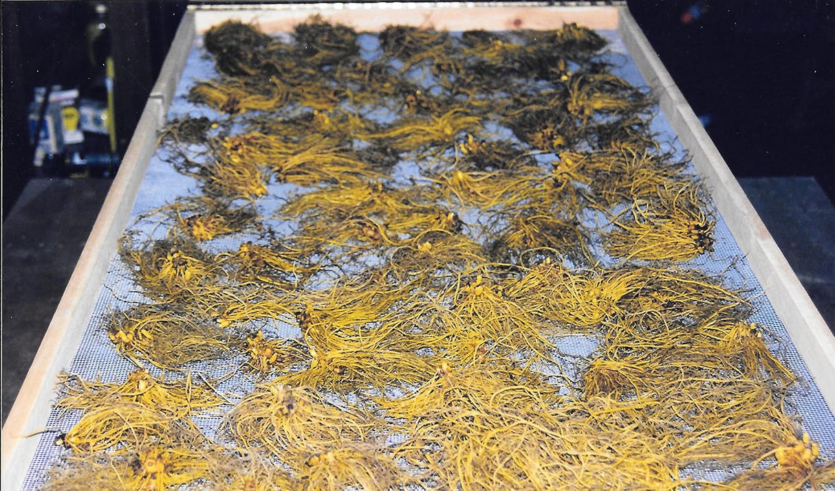 Suplemento Polvo de raíz Goldenseal 0.49 oz 1/2 onza