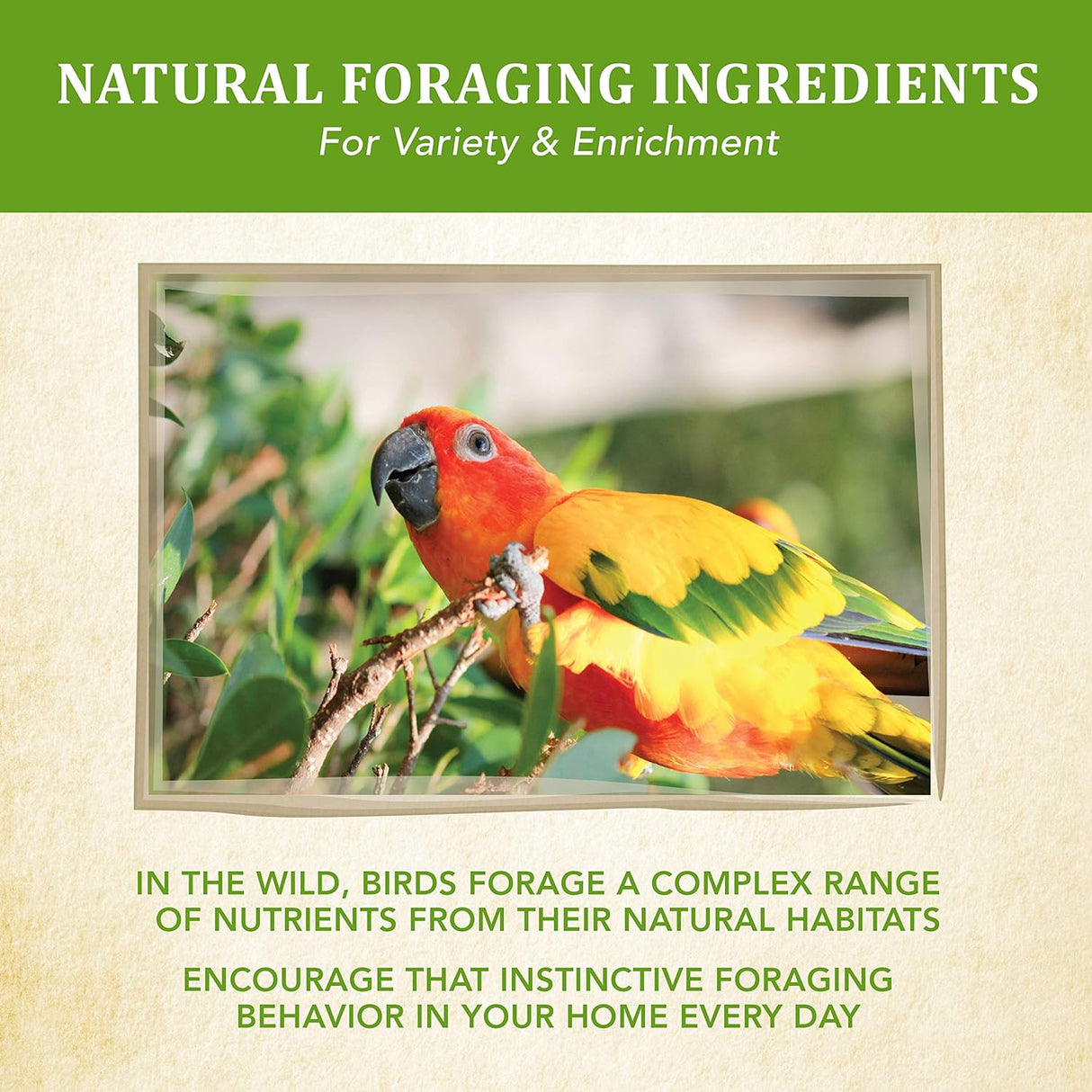 Alimento para pájaros 2.5 libras Kaytee Food from