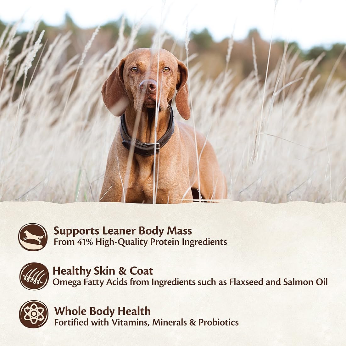 Comida seca natural para perros