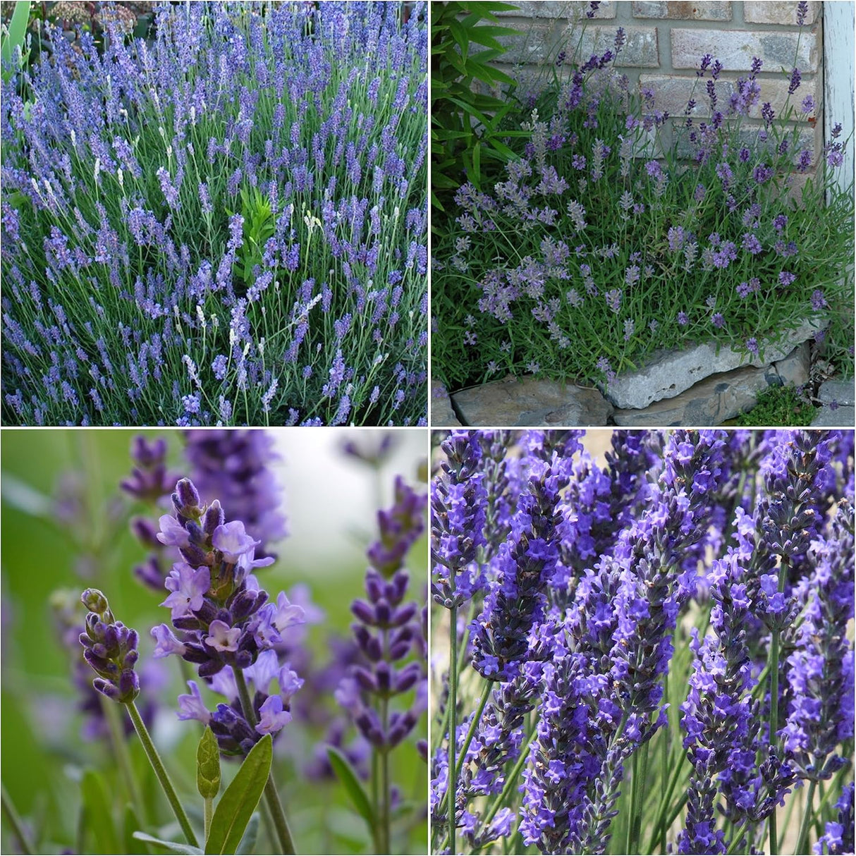Colección de Semillas de Lavanda , 4 Variedades Heirloom