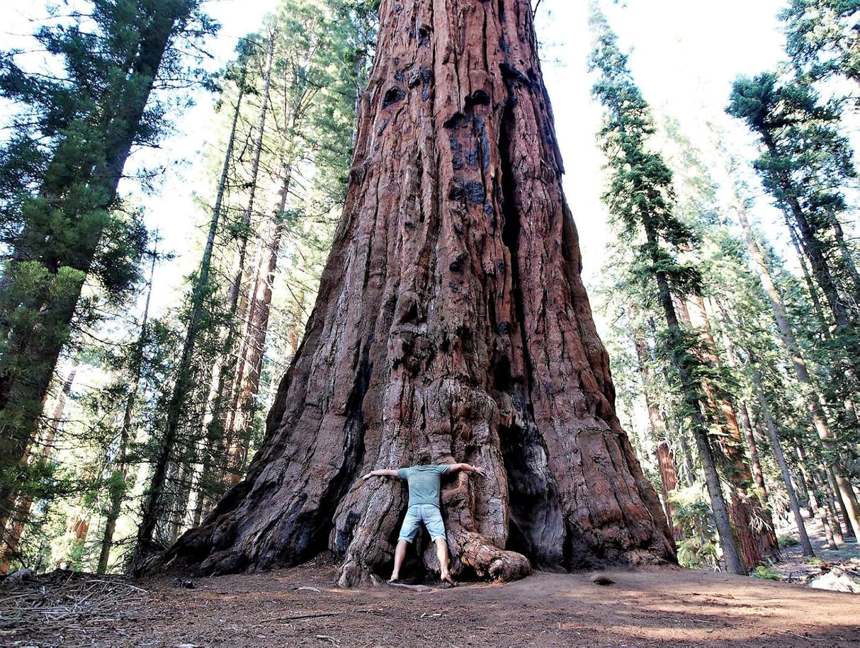 40 Semillas de Secuoya Gigante, Sequoiadendron Giganteum