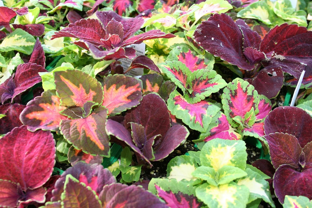 Semillas de Coleus Ohio Heirloom 400+ para Jardines