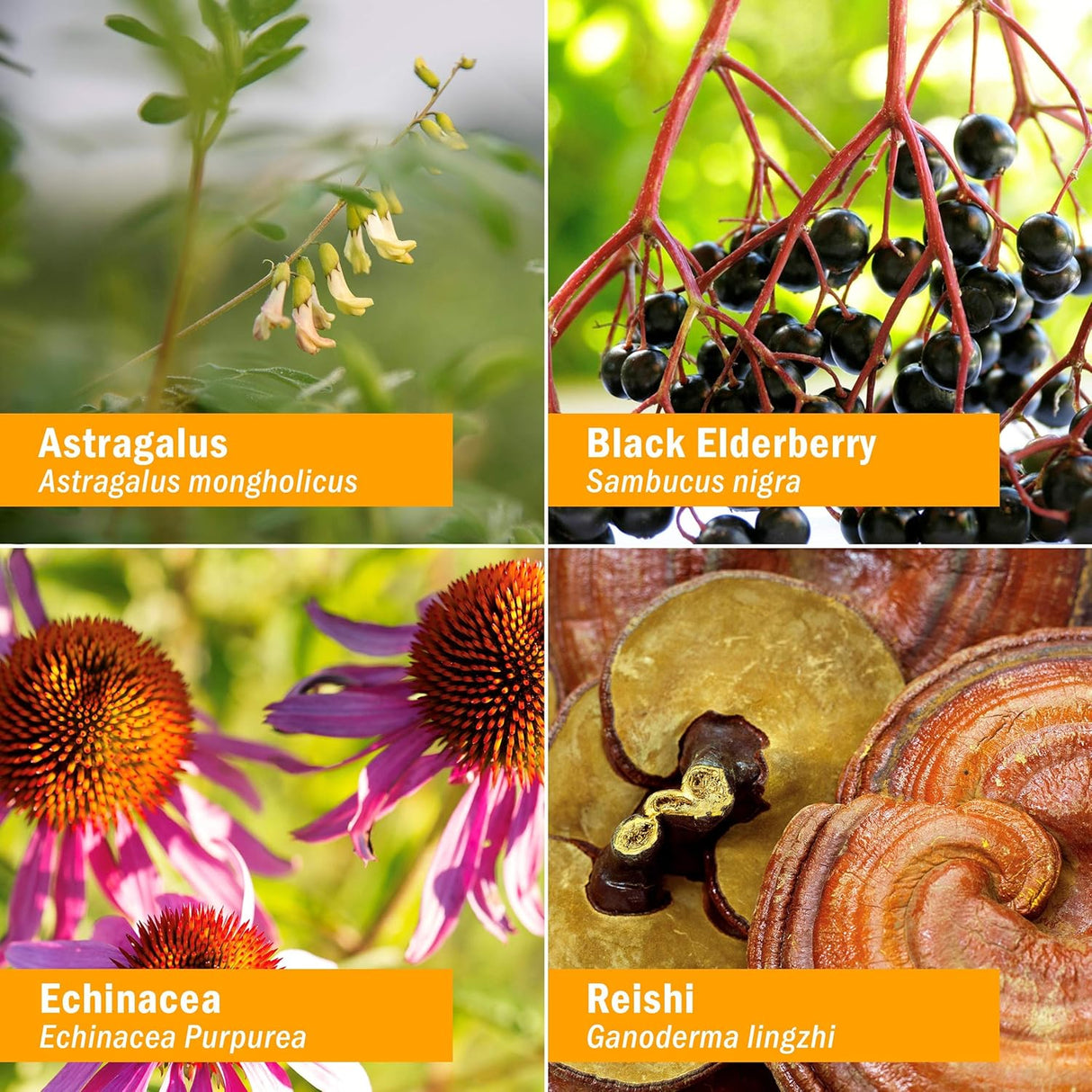 Suplemento herbaria líquida de fortificante inmune 1 onza