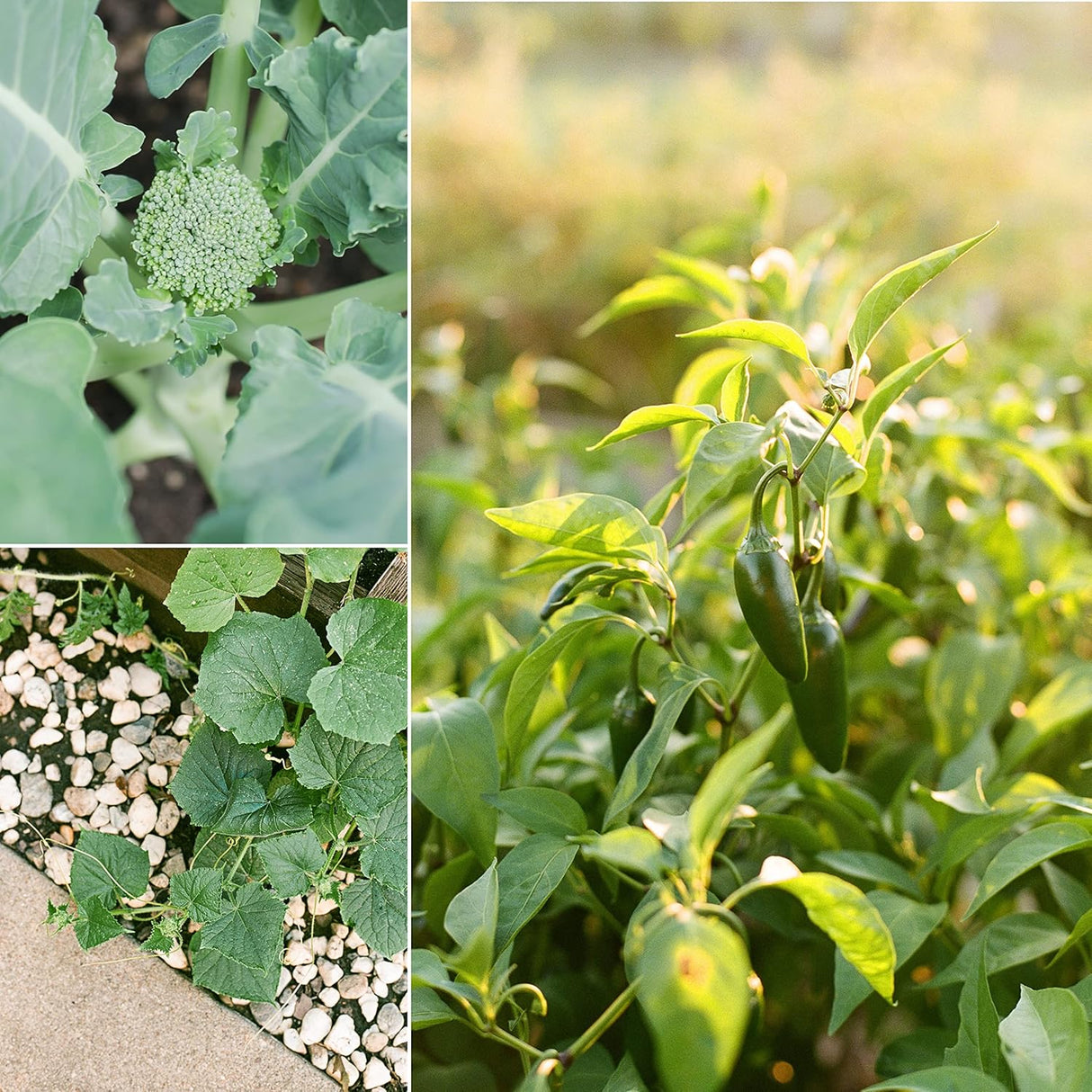 Semillas Orgánicas Sereniseed - No GMO, 10 Variedades