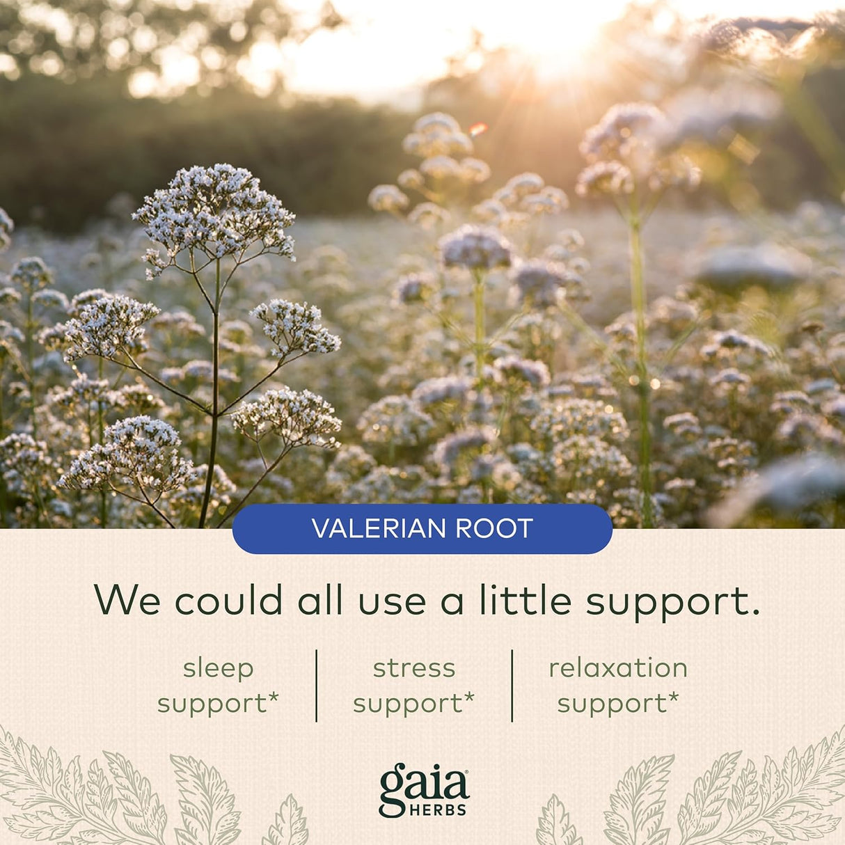Suplemento Raíz de valeriana apoyo natural para el sueño