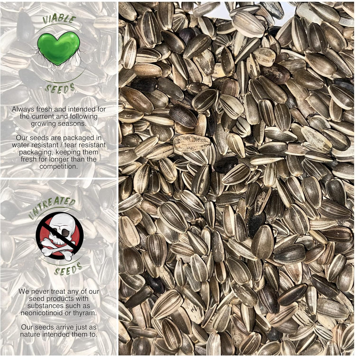 Semillas de Girasol Dwarf Sunspot - Seed Needs, 80 Heirloom