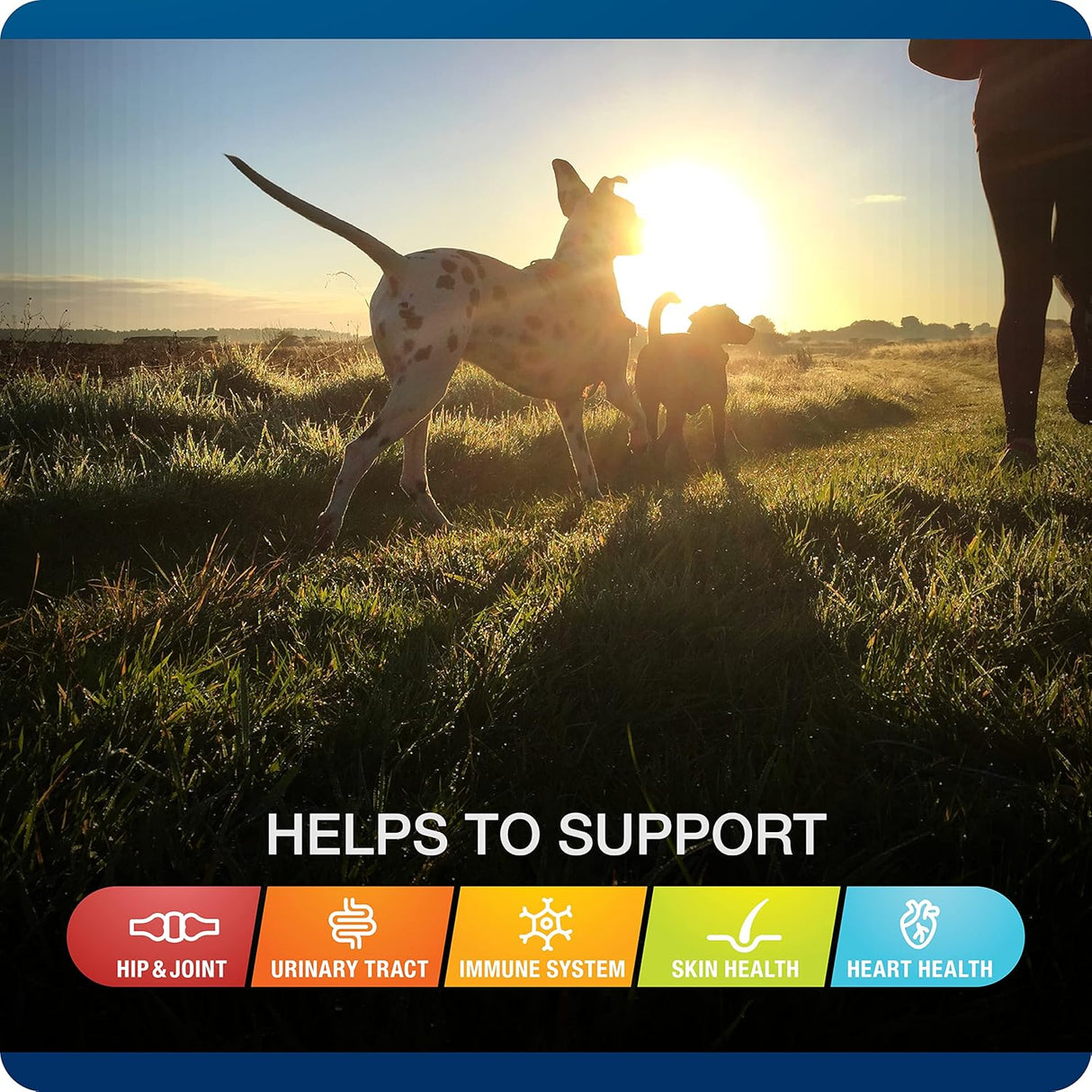 Vitaminas Suplemento 5 en uno para perros apoya la cadera