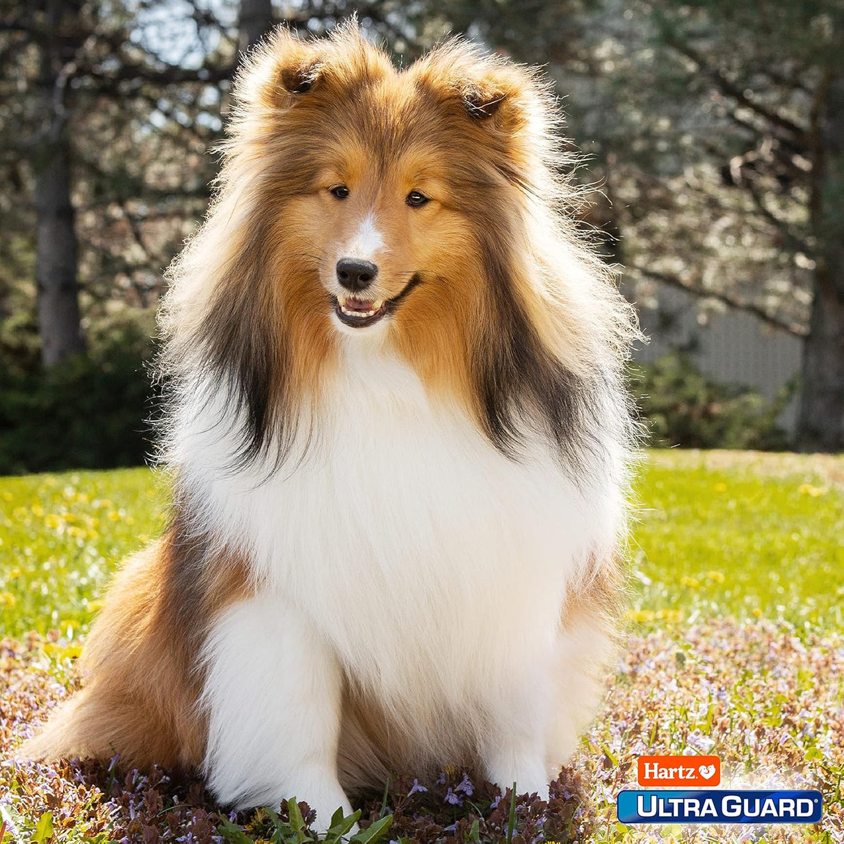 Hartz UltraGuard Plus Spray, mata pulgas y garrapatas, 16 oz