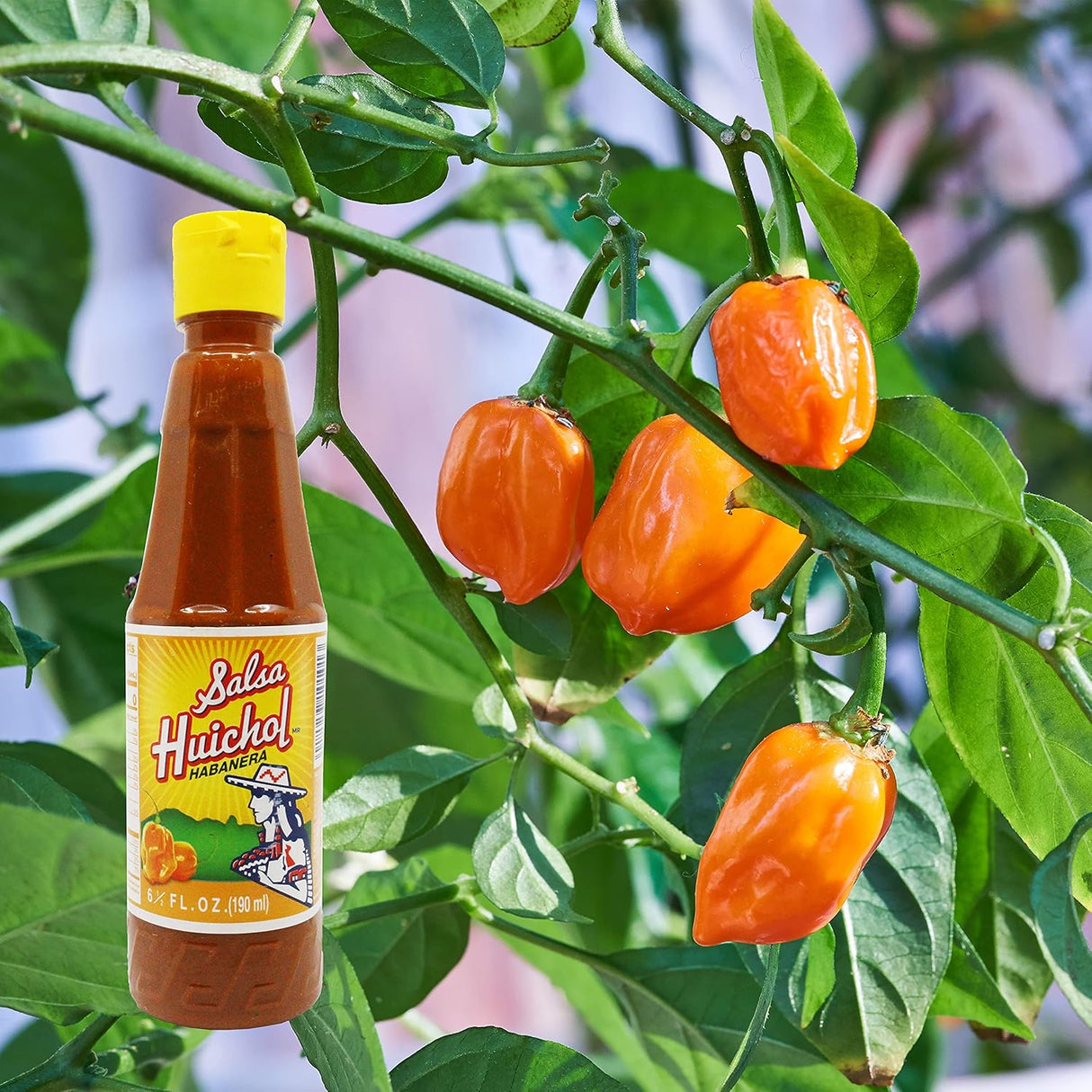 Salsa Huichol Habanera Salsa Picante 6.5 oz Botella