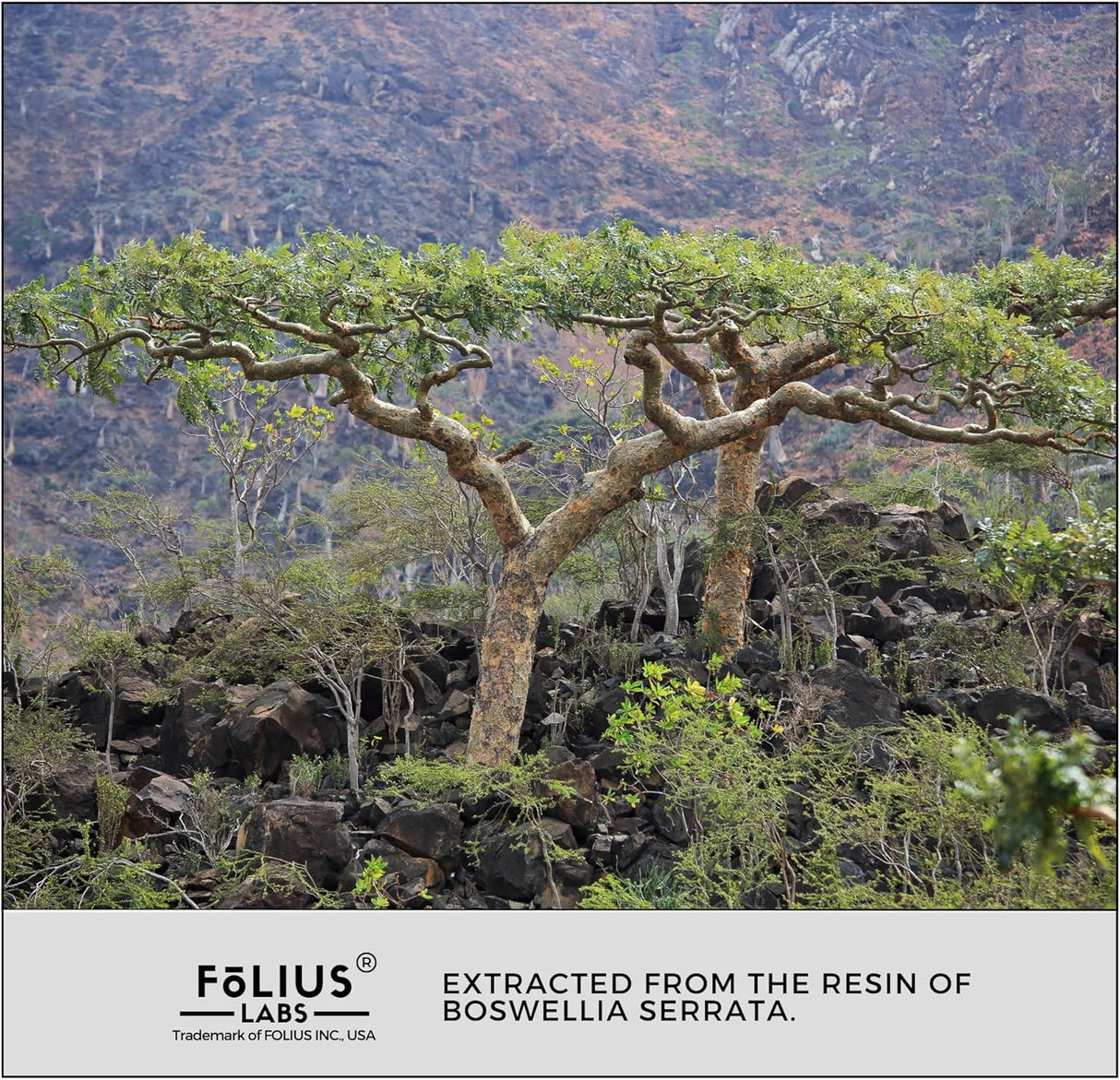 Suplemento Extracto Boswellia Serrata 500mg - Apoyo Articulaciones