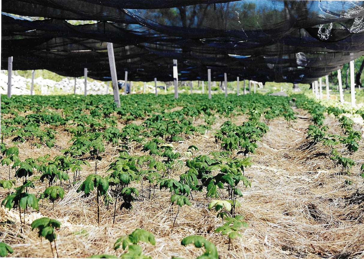 Suplemento Polvo de raíz Goldenseal 0.49 oz 1/2 onza