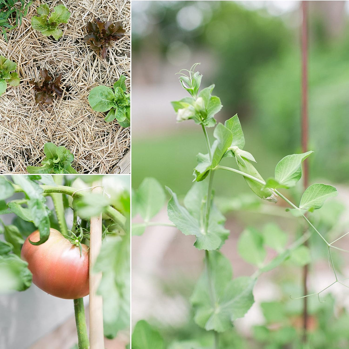 Semillas Orgánicas Sereniseed - No GMO, 10 Variedades