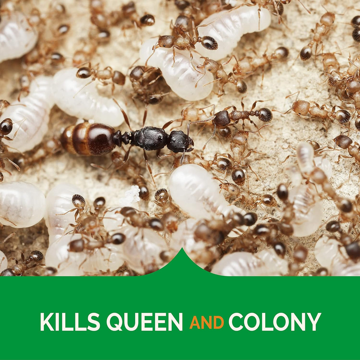 Cebo Gel Ultra Claro para Cucarachas y Hormigas Hot Shot 2.5 oz