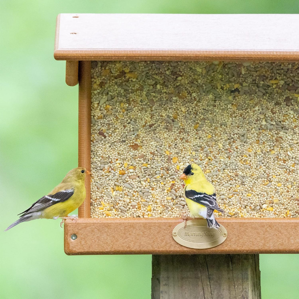 Mañana canción limpio y libre