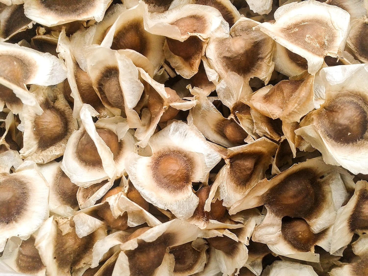 Semillas de Moringa PKM1 | Calidad Premium | No GMO | 1000 unidades