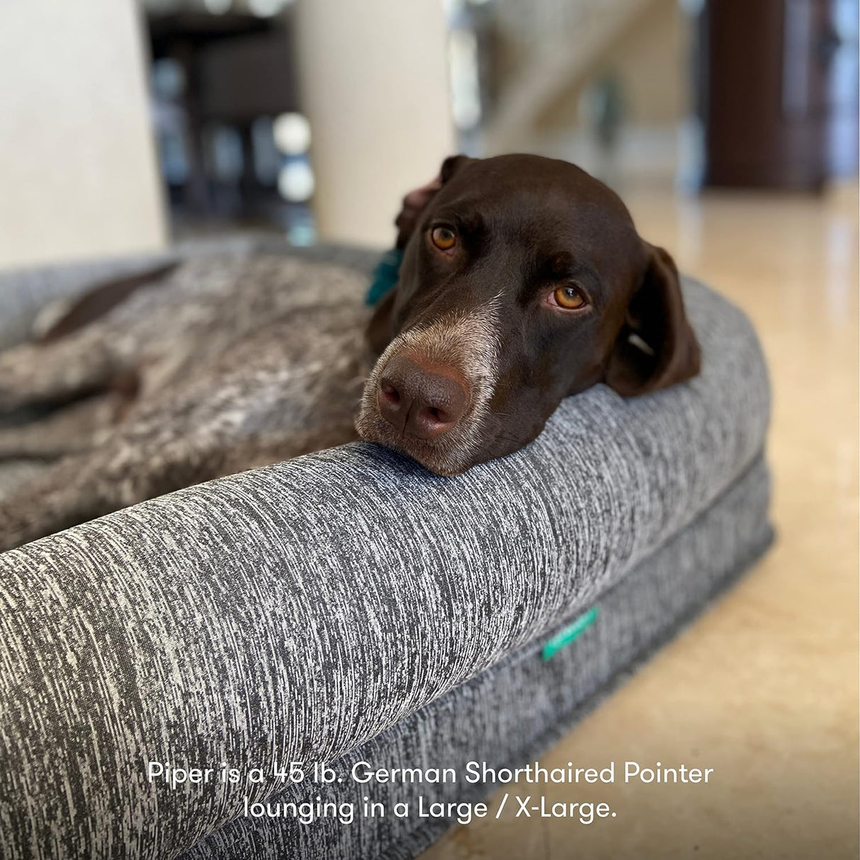 Cama ortopédica para mascotas lavable Newton Baby