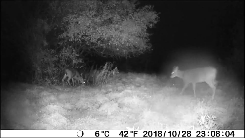 BlazeVideo 16 MP HD sin brillo infrarrojo Flash Scouting