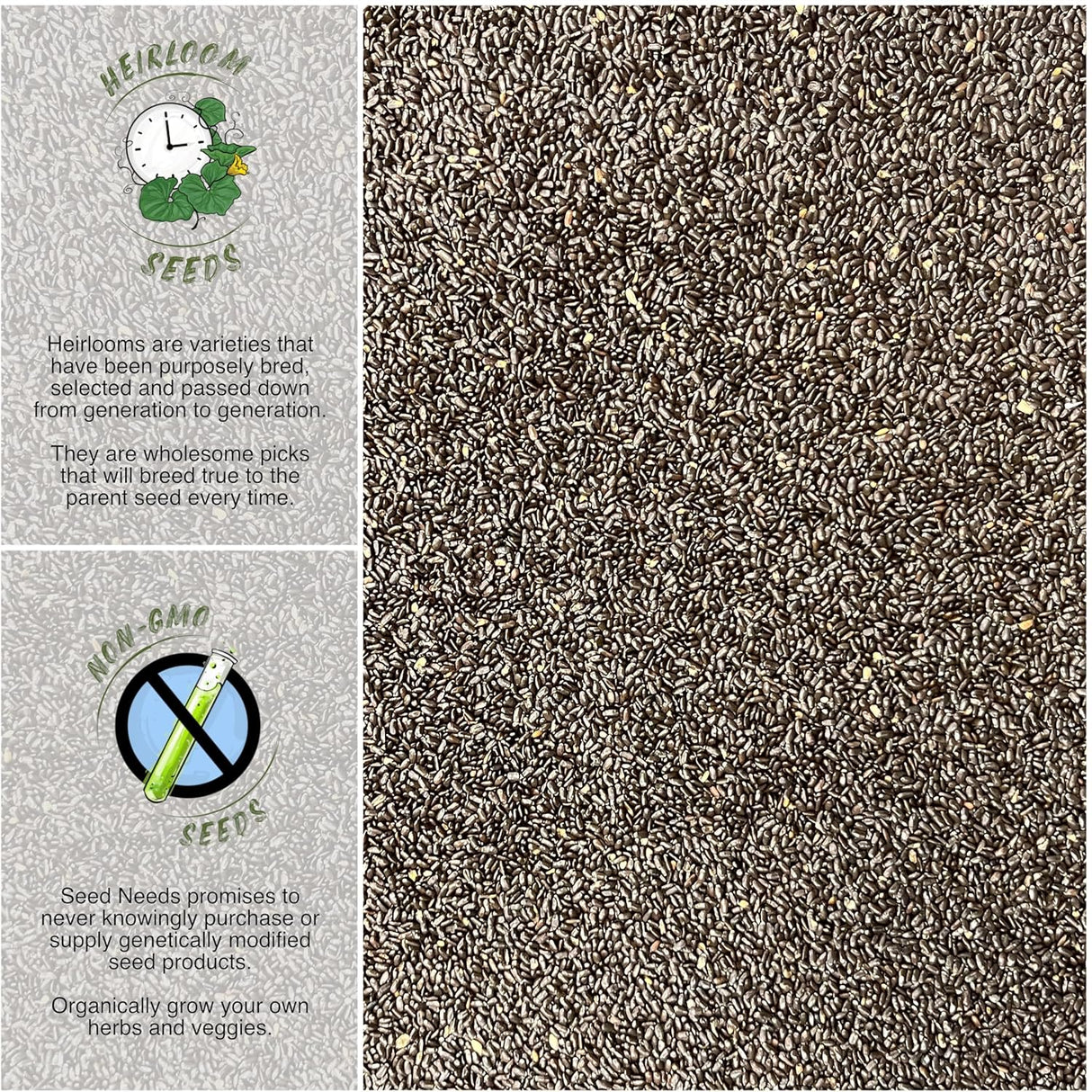 Colección de Semillas de Lavanda , 4 Variedades Heirloom