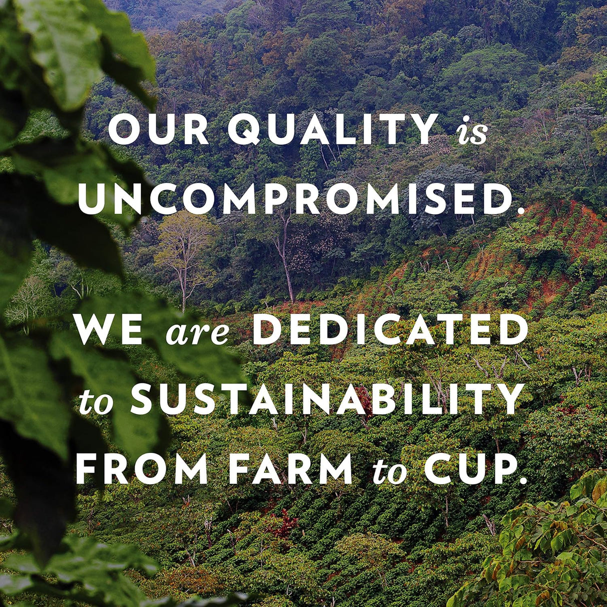 Community Coffee Signature Blend, paquetes de café premedido de tostado oscuro, bolsa de 2.5 onzas (caja de 40)