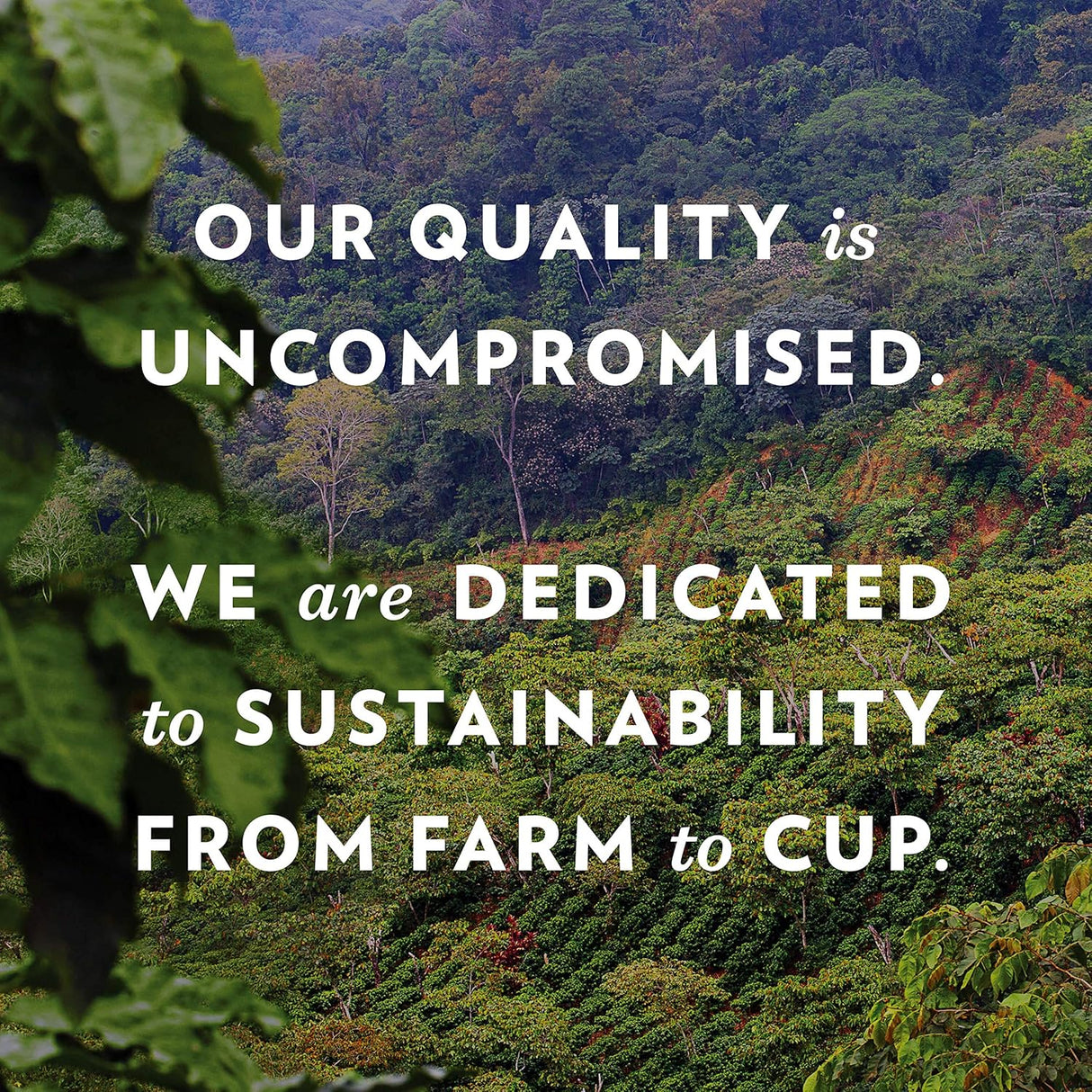 Café Molido Community Coffee, Mezcla Signature, 64 Oz (2 Paquetes)