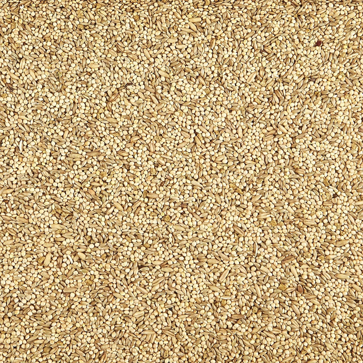 Alimento para pájaros 20 libras Kaytee