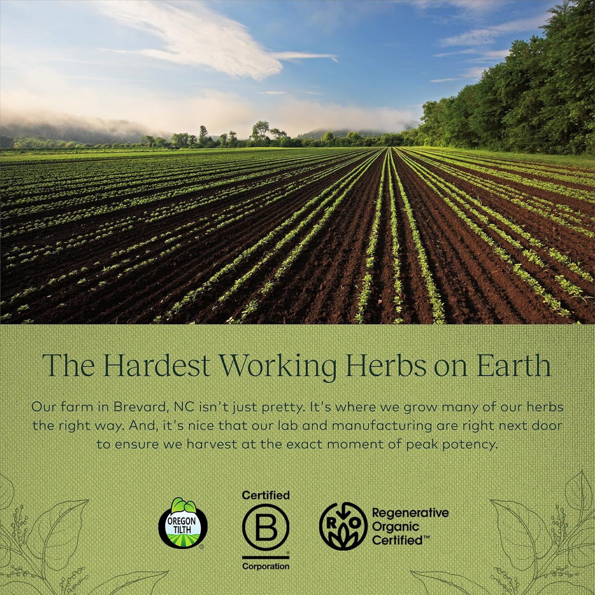 Suplemento antioxidante Resveratrol 150 Contiene 150 mg