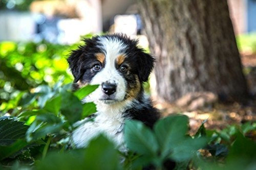 Purina Pro Plan Alimento seco para perros