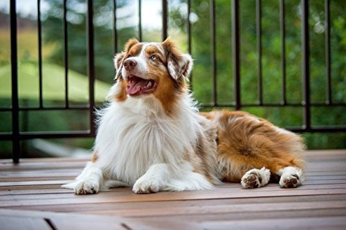 Purina Pro Plan SAVOR Alimento enlatado húmedo para perro