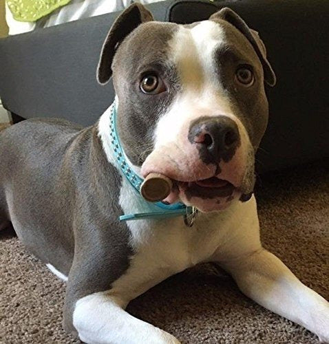 Piezas De Asta De Ciervo Premium - Masticables Para Perros