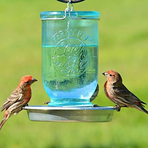 Perky-pet Mason Jar Jarro De Aves Silvestres 783