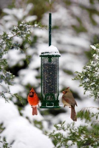 Mini comedero de aves silvestres