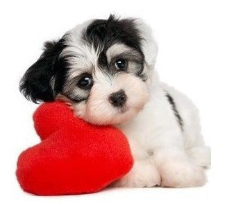 Suplementos Antiinflamatorio Para Mascotas