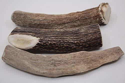 TRATAMIENTO DENTAL DE PERROS