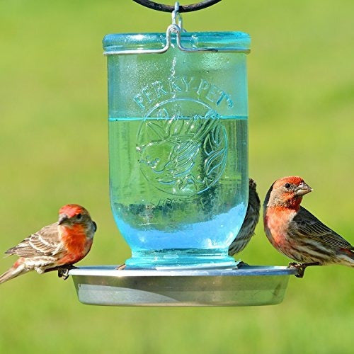 Perky-pet Mason Jar Jarro De Aves Silvestres 783
