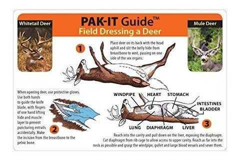Guía Para Vestir Un Ciervo En El Campo