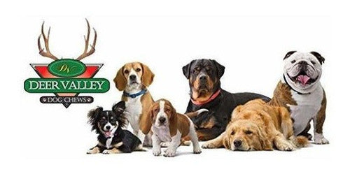 TRATAMIENTO DENTAL DE PERROS