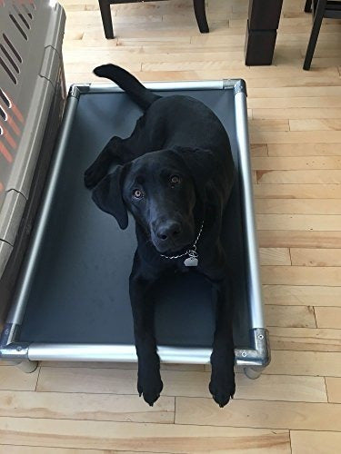 Cama Para Perros A Prueba De Masticar Kuranda Totalmente
