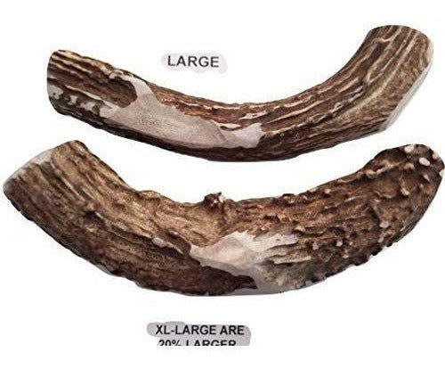 TRATAMIENTO DENTAL DE PERROS